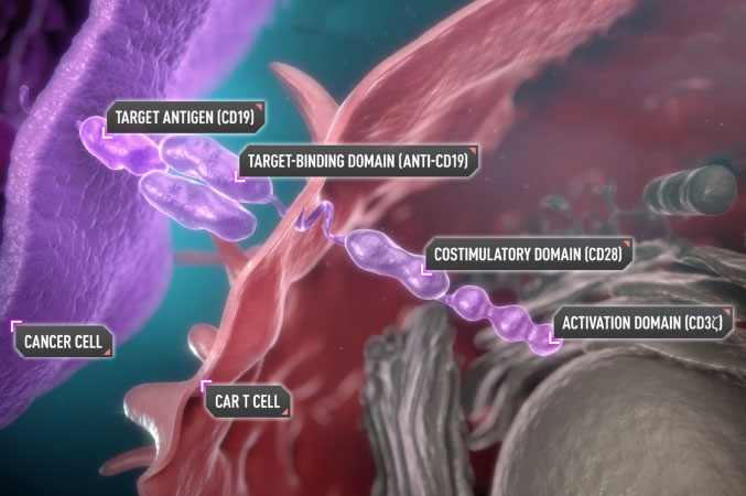 The CD3-zeta activation domain and CD28 costimulatory domain activate the YESCARTA CAR T cell after binding CD19.