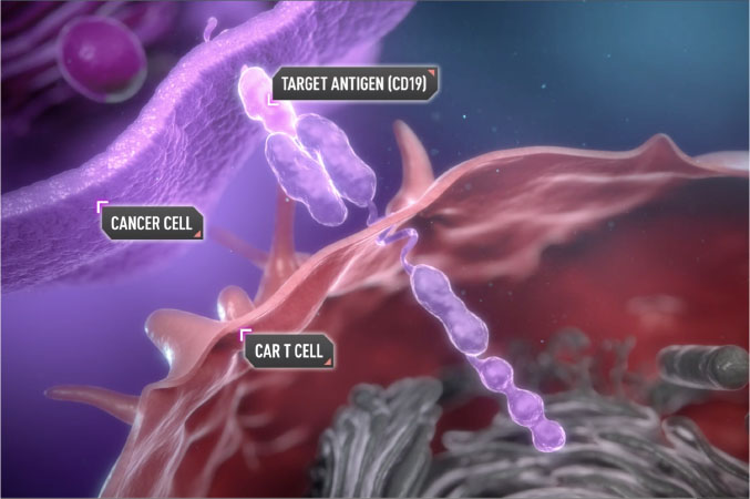 The anti-CD19 target-binding domain of the YESCARTA CAR T cell identifies and binds the CD19 target antigen.